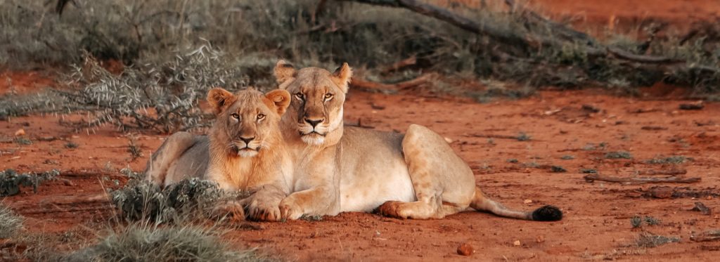 1 Day Tsavo East National Park