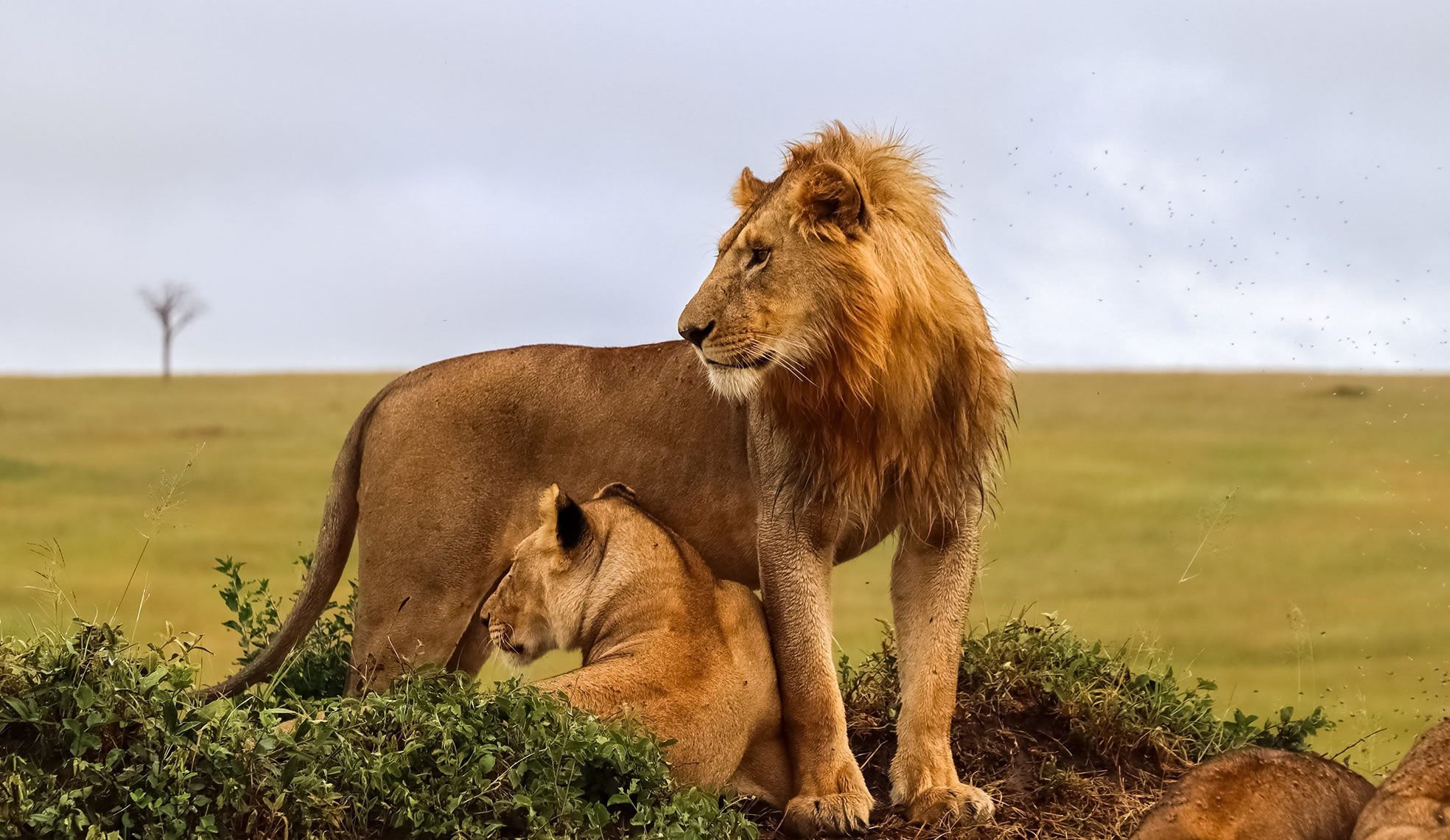 2 days mara national park