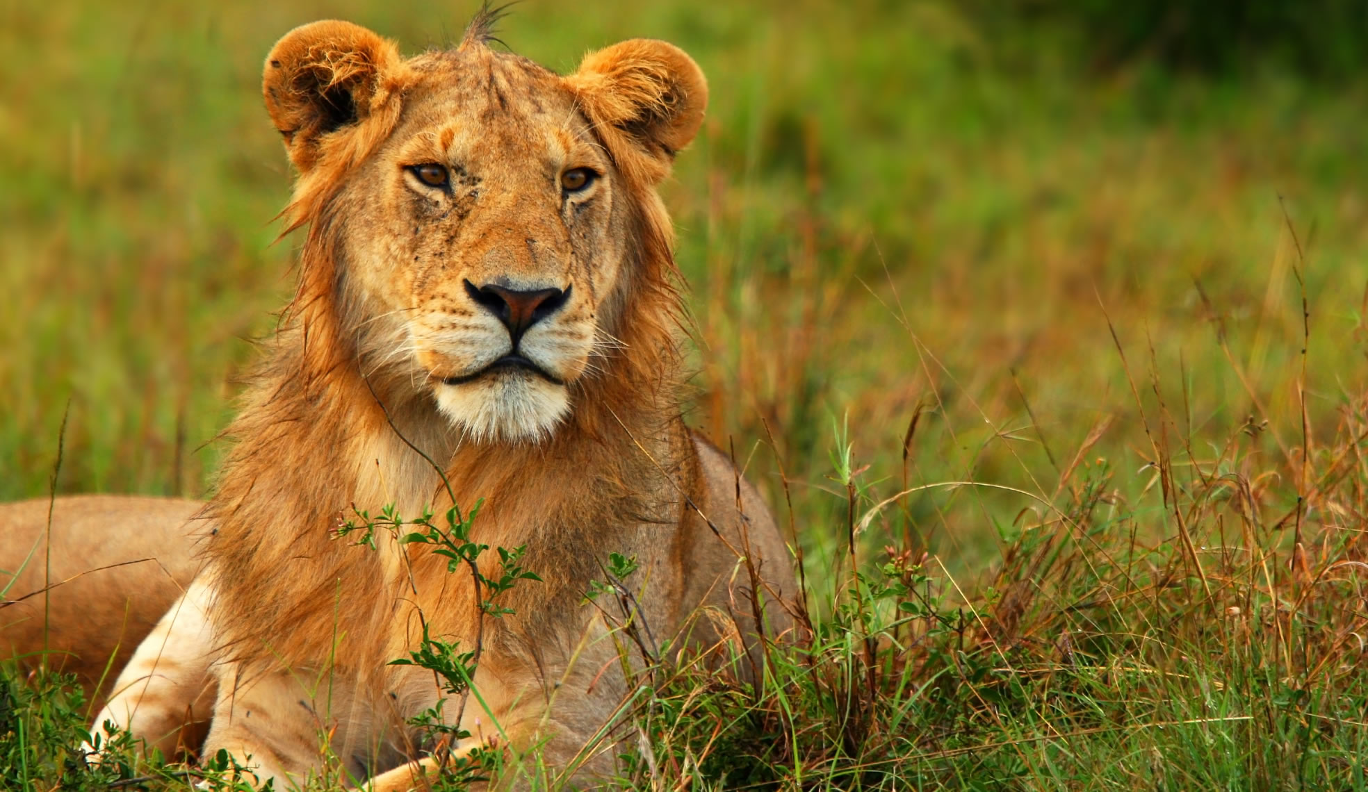 2 days mara national park.jpg2