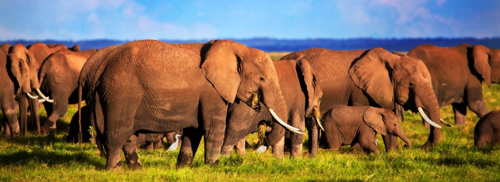 Experience a 3 Day Amboseli National Park Tour with thrilling game drives, elephants, Kilimanjaro views