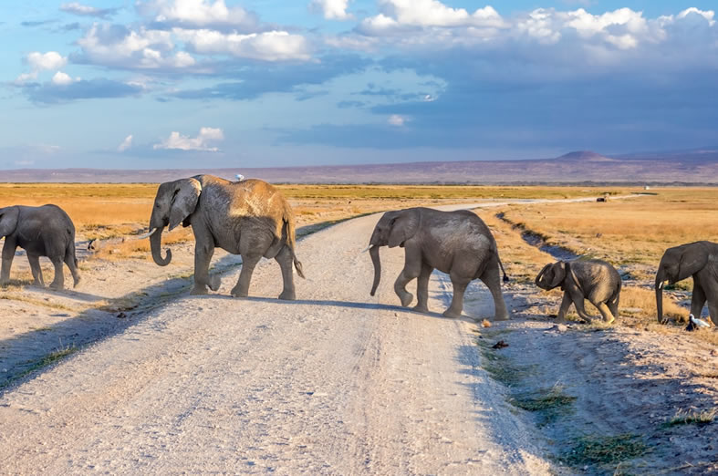 3-tage-saltlick-amboseli-safari2