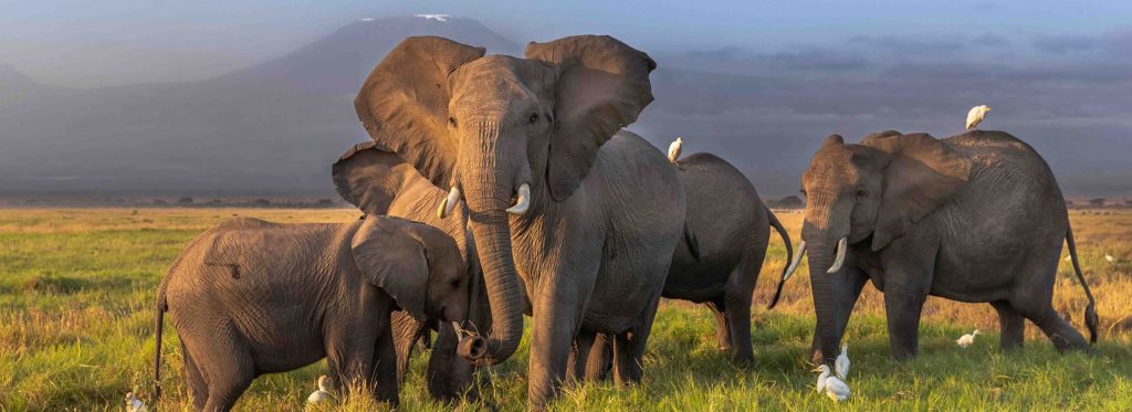 4 Days Tsavo East, Tsavo West, and Amboseli